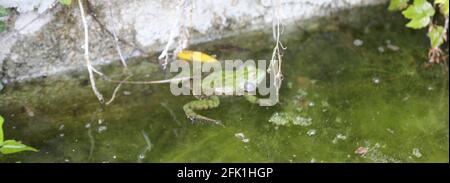 green frog, Hiding under water, patiently waiting Stock Photo