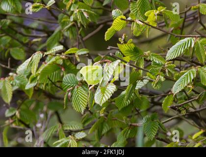 Camouflage, hard to see: a Common Brimstone butterfly is hardly noticeable among the fresh green leaves of a Hornbeam Stock Photo