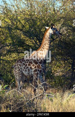 Giraffes graze on trees in Etosha National Park, Namibia. Stock Photo
