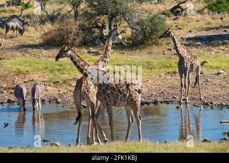 Giraffes and zebra drink at a waterhole in Etosha National Park, Namibia. Stock Photo