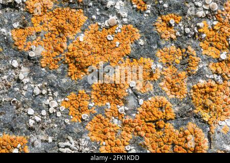 Calogaya arnoldii lichen