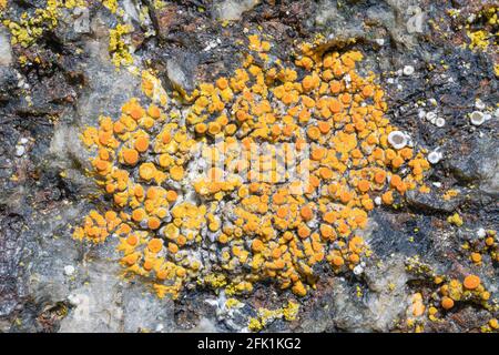 Calogaya arnoldii lichen