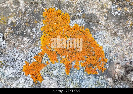 Elegant sunburst lichen, Rusavskia elegans Stock Photo