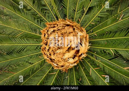 New baby leaves of a palm tree close-up Stock Photo