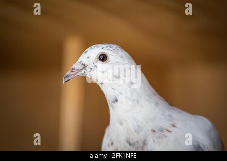 White racing pigeon Stock Photo