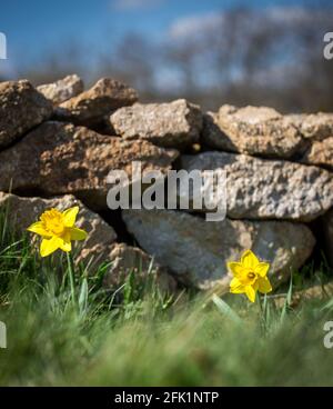 Daffodils (Narcissus pseudonarcissus), yellow spring flowers Stock Photo