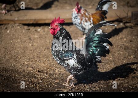 Stoapiperl/ Steinhendl rooster, a critically endangered chicken breed from Austria Stock Photo