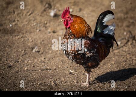 Stoapiperl/ Steinhendl rooster, a critically endangered chicken breed from Austria Stock Photo