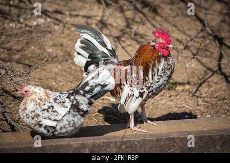 Stoapiperl/ Steinhendl rooster and hen, a critically endangered chicken breed from Austria Stock Photo
