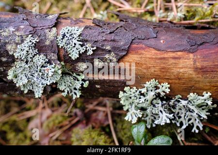 Hypogymnia physodes lichens on fallen tree trunk in close-up Stock Photo