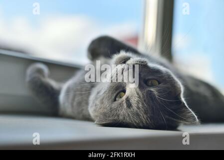 Gray cat sleeping funny on the windowsill Stock Photo