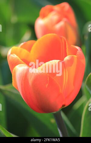 Flower bulb cultivation in the Netherlands Stock Photo