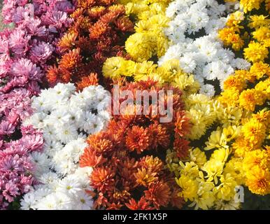 Crysanthemum morifolium flower background of various colors white yellow pink and orange Stock Photo
