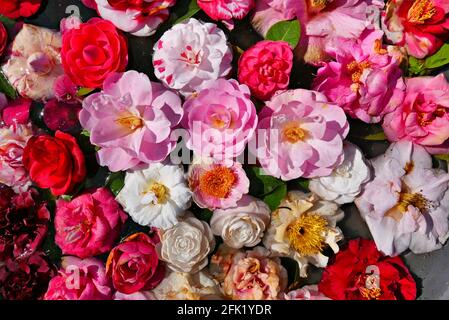 colorful flowers floating on water surface background Stock Photo