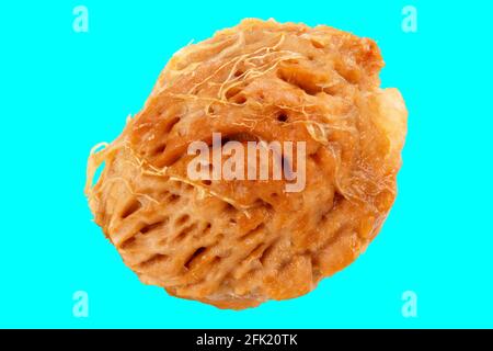 wet peach seed with pulp leftovers isolated on turquoise background Stock Photo