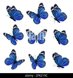 Colored butterflies. Flying beautiful insects wedding butterfly with decorated wings vector Stock Vector