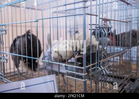 Chickens eating seeds in the cage at agricultural animal exhibition, market Stock Photo