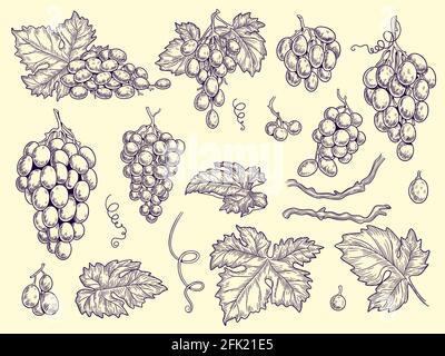 Grapes set. Vineyard collection wine grapes and leaves vector engraving graphic pictures for restaurant menu Stock Vector