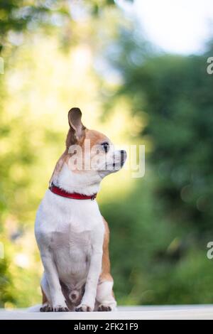 The dog Chihuahua white-red color sits in profile, on a white plastic table against a background of trees and grass, vertical photo Stock Photo