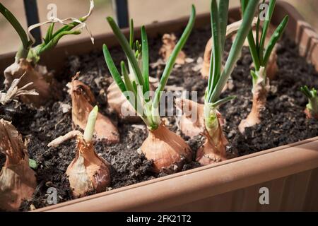 Sprouted onions grow in a flower pot on the balcony Stock Photo