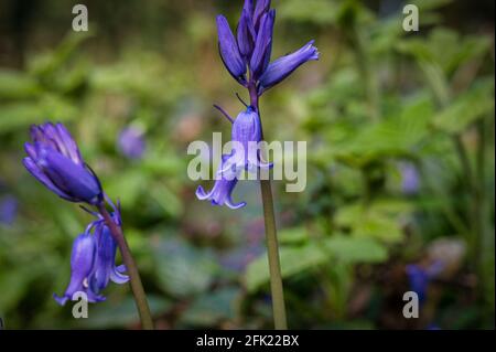 Blooming Bluebells in an Irish Forest in Spring Stock Photo