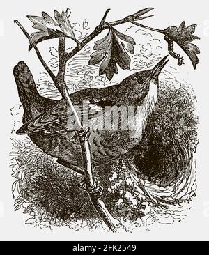 Eurasian wren, troglodytes sitting on a branch and trying to catch a caterpillar. Illustration after an antique engraving Stock Vector