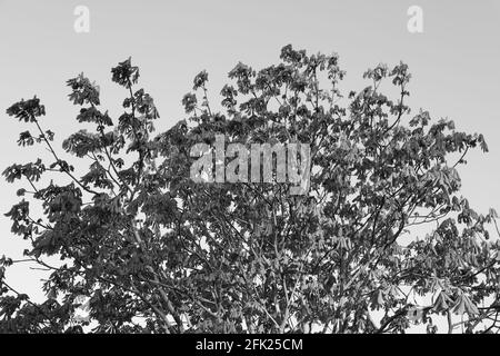 Healthy sprouting leaves of Horse Chestnut tree seen in England, UK in spring, April 2021. Stock Photo