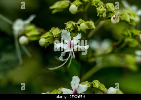 Beautiful white and red-pink flower plants called Wallich's glory bower, nodding clerodendrum, Bridal Veil Clerodendrum wallichii, blooming. Wallich's Stock Photo