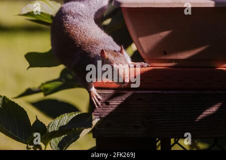 large gray squirrel playing near flowerpot on deck Stock Photo