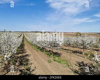 Cherry orchard in blossom during spring Stock Photo