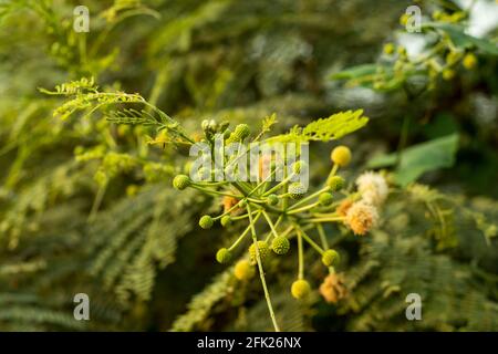 Leucaena leucocephala or River tamarind this is a small fast-growing mimosoid tree with nice ball shaped flowers Stock Photo