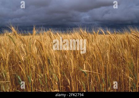 Australia. Agriculture. Wheat field with dark stormy sky. Stock Photo