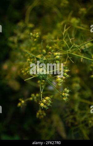 Semi-ripe coriander seeds and black cumin or blackberry seeds have been produced together Stock Photo