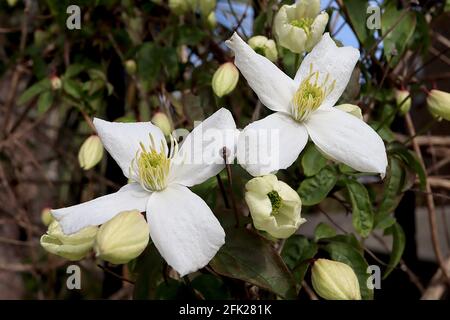 Clematis montana var. Grandiflora white anemone clematis – large white flowers with four distinct petals,  April, England, UK Stock Photo