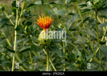 Safflower Dye Seed Pack / Red - Yellow