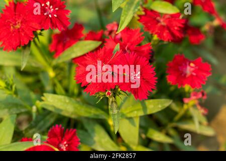 The dianthus red flower plant is called Sweet William multi-color or so many individual decorative flowers Stock Photo