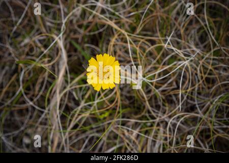 A Single Yellow Flower, tetraneuris acaulis, of the Texas Hill Country, Outside Bandera, Texas, in the Spring with a Grassy Background Stock Photo