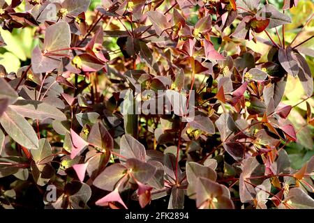 Euphorbia dulcis ‘Chameleon’ Sweet spurge Chameleon – small yellow flowers and purple red leaves, April, England, UK Stock Photo