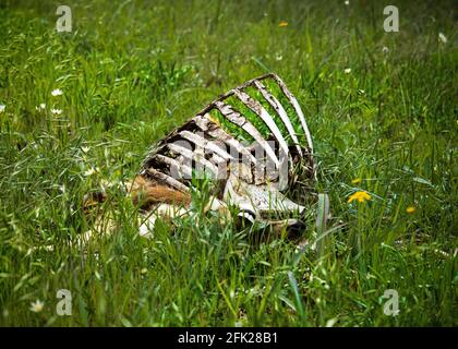 A Dead Axis Deer Carcass Alongside the Road Lying Amongst Green Grass and Flowers in the Texas Hill Country, Outside Bandera, Texas, in the Spring Stock Photo
