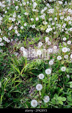 Taraxacum officinale common dandelion / dandelion clock silvery white spherical hair-like seed heads or pappus, April, England, UK Stock Photo