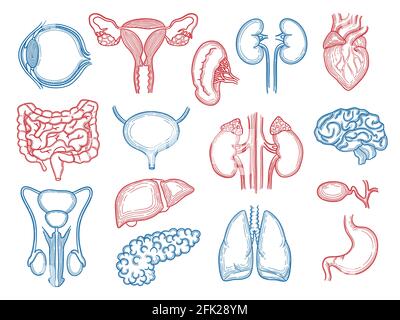 Organs sketch. Human body parts medical anatomy set liver hearts kidney brain stomach vector Stock Vector