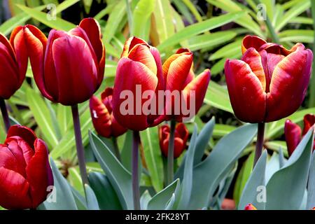 Tulipa ‘Abu Hassan’  Triumph tulip 3 Abu Hassan tulip – maroon red flowers, orange yellow edges, purple stem,  April, England, UK Stock Photo