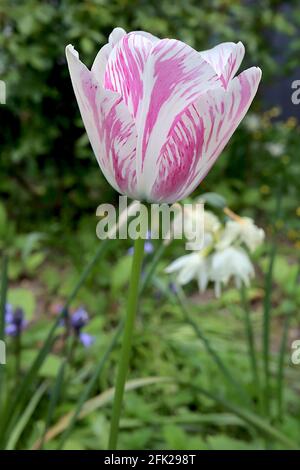 Tulipa ‘Pink Impression’  Darwin hybrid 4 Pink Impression tulip - broken deep pink flowers, wide pale pink edges, April, England, UK Stock Photo