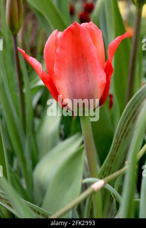 Tulipa ‘Red Riding Hood’  Greigii 14 Red Riding Hood tulip – dwarf red tulips with dark pink flush,  April, England, UK Stock Photo