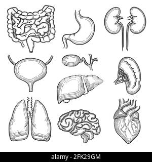 Human organs sketch. Brain kidney heart stomach anatomy body parts vector hand drawn set Stock Vector