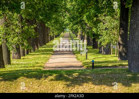 pos. Strelna; Birch alley; 3 St. Petersburg; Russia. July 15; 2018. Constantine Palace. Alley Stock Photo