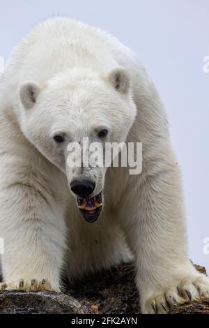 Polar bear (Ursus maritimes) on Baffin Island, Nunavut, Canada, Canadian arctic Stock Photo
