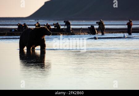 Coastal brown bear (Ursus arctic middendorffi)  fishing for salmon in Katmai National Park, Alaska Stock Photo