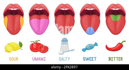 Cartoon human taste areas. Tongue taste receptors, sour, sweet, bitter, salty and umami tastes. Human tongue taste zones vector illustration set Stock Vector