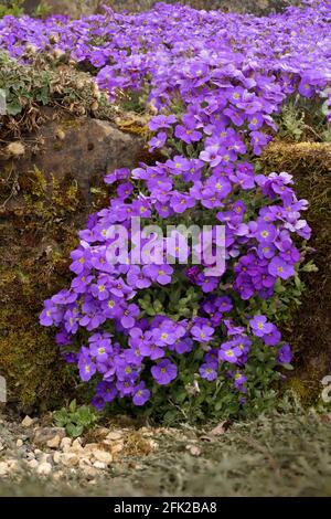 Aubrieta gracilis 'Kitte Blue', aubrieta 'Kitte Blue', tumbling over a stone wall Stock Photo